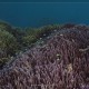 Kemény korallok