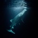 Whale shark feeding at night