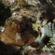 Camouflaged Hawaiian Scorpionfish