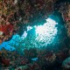 Baltahalak koralltömbben