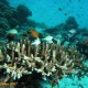 Koralkert a house reef-en