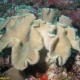 Karfiol korall