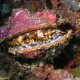Egy szinpompás osztrigakagyló