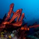 Kéregető koral kezek
