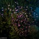 Lila halacskák a tampon koral bokor tövében