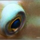 Papagájhal szem