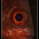 Nagyszemű hal-portré