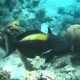 Triggerfish - Shark's Bay