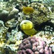 Butterfly és damselfish - Shark's Bay