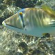 Picasso triggerfish - Shark's Bay