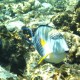 Sohal Surgeonfish - Shark's Bay