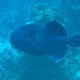 Blue Triggerfish - Shark's Bay