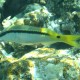 Red Sea Goatfish - Shark's Bay