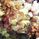 Óriáskagyló a Jackson Reef-nél