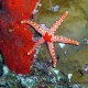 Vörös tengeri csillag