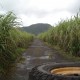 Mauritius, cukornád ültevények