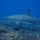 Tulamben, Coral Garden szirti cápa