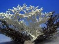 Korall / Coral