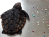 A teknőst Boca Ratonban, Florida államban találták meg, nem sokkal később azonban elpusztult. A gyomrában több mint száz műanyag darabka volt.