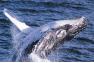 A bálnák éneke több ezer kilométerre is hallható, ám a fokozatosan zajos óceánban drasztikusan csökken kommunikációs lehetőségük - mutatja egy új tanulmány.