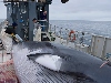 Az izlandi kormány bejelentette, hogy augusztus végéig felfüggeszti az idei bálnavadászatot, amely valószínűleg a vitatott tevékenység végleges befejezését is jelentheti.