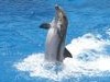 Teljesen egyedülálló jelenségre figyeltek fel Dél-Ausztrália partjainál: egyes delfinek faroktáncot járnak.