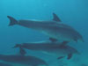 A figyelem jelenleg nem erre irányul, de a delfinek lehetnek a következő veszélyeztetett faj. 