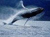 Sajátos veszélyt jelent a nagyobb testű bálnákra a hajóforgalom.