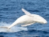 Ismét feltűnt Ausztrália partjainál a világ leghíresebb fehér bálnája.