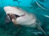 A Shark Project hírleveléből származó összefoglalónak aktualitást ad a Horvátországban megtámadott búvár esete.
