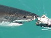 A halálos ausztráliai cápatámadás után arról érkeztek a hírek, hogy nem csak az áldozat tartott mostanában a ragadozóktól.