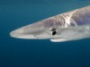 A tavalyi év népszerű cápaenciklopédia cikksorozatát ezzel az érdekes összefoglalással zárjuk le.