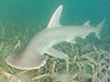 A világ első ismert mindenevő cápafajaként azonosították amerikai kutatók a kerekfejű pörölycápát.