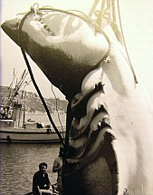Kifogott cápa Málta