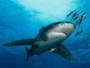 Egyre több a cápás film a tévében, és egyre kevesebb a cápa a tengerekben- ellentétes irányú folyamatok tanúi lehetünk.