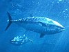 Az Európai Bizottság támogatja azt a kezdeményezést, melynek értelmében az Unió (és Monaco) boltjaiból és éttermeiből eltűnne a kékúszójú tonhal.