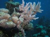 A Karib-térség koralljainak jelentős része komoly fenyegetéssel néz szembe. A nem pusztán szép, hanem egyéb téren is kulcsfontosságú zátonyokat kíméletlenül pusztítja a környzetszennyezés és a túlhalászás.