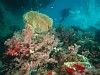 Térképre vitték a karibi korallzátonyokat, hogy azok túlélhessék a klímaváltozást.