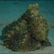 Polip korallon
