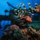 A lionfish on a wreck dive in the Red Sea