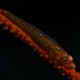 Red Goby