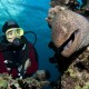 red sea moray
