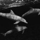 Dolphin threesome