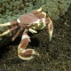 PJ / Anemone crab