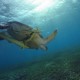 Dungi Öböl teknőse
