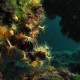 Tenki Reef