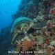 Merlo Reef teknős