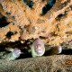 Kis murénák a Berenice reef-nél