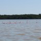 Flamingók a Ria Celestún vadrezervátumban