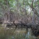Mangróve erdő a Ria Celestún vadrezervátumban